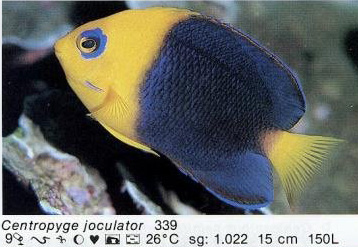Centropyge joculator